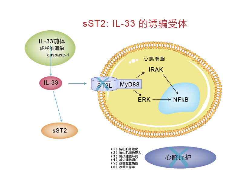 ST2L/IL-33信號通路與sST2的關系 ST2L/IL-33信號通路與sST2的關系