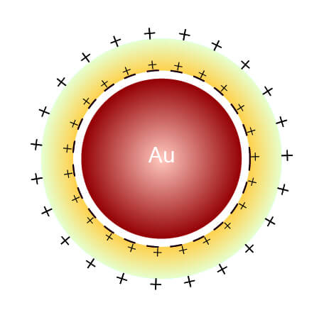 膠體金結構圖 膠體金結構圖
