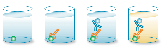 簡介ELISA測定抗體效價實驗流程