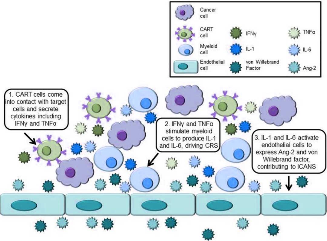 CRS和ICANS中涉及的關鍵細胞和細胞因子