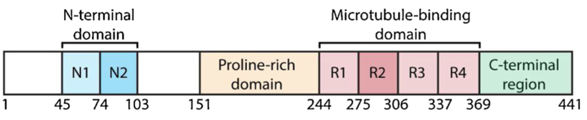 2N4R Tau的結構域