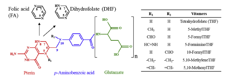 葉酸（Folate）的結(jié)構(gòu)