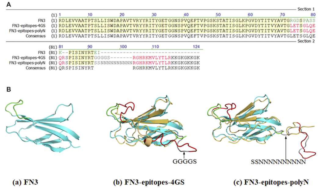 FN3、FN3-Epitopes的部分序列和結構