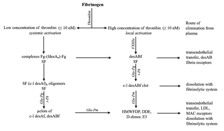 SF、凝塊和聚合纖維片段的形成、溶解及去除方式