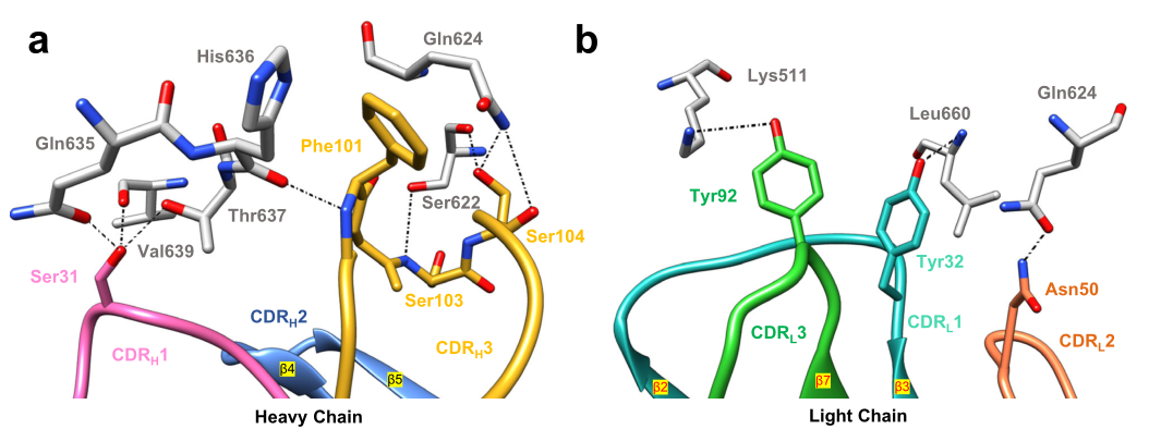 hCEACAM5A3-B3與tusa Fab相互作用的關鍵表位