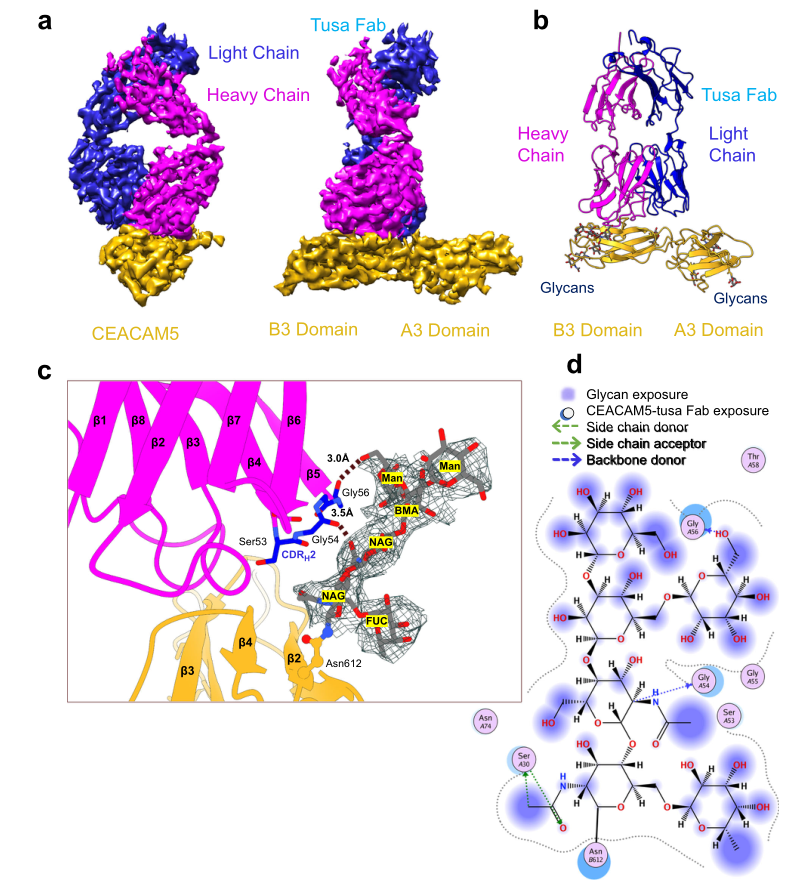 hCEACAM5A3-B3與tusa Fab復合物的低溫電鏡結構