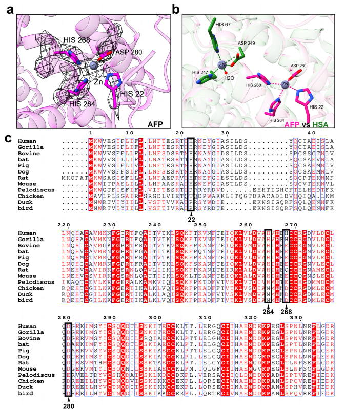 AFP金屬離子結合位點分析